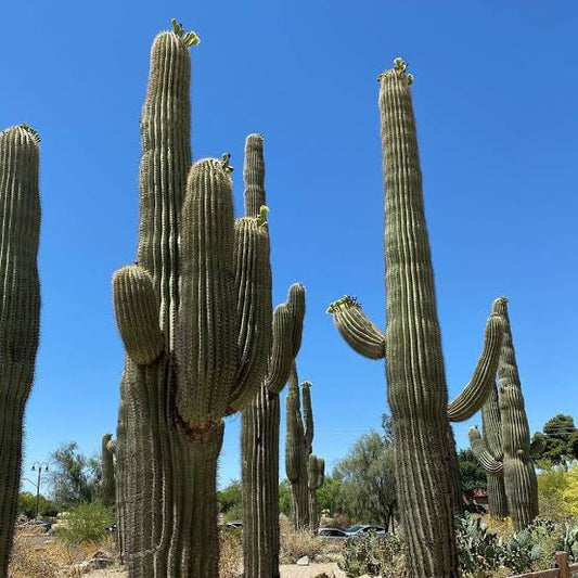 Saguaro Cactus | Carnegiea gigantea - 50 Seeds
