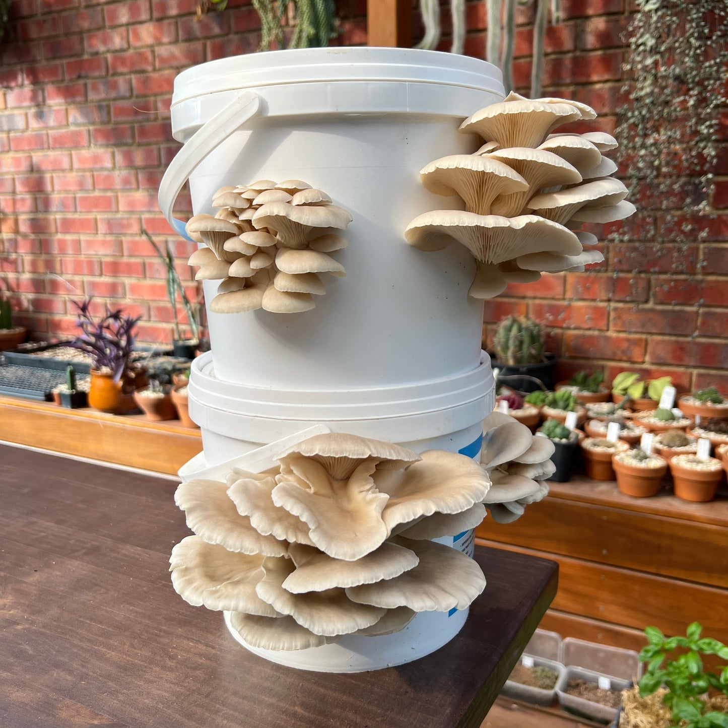 Oyster Mushroom Grow Kit
