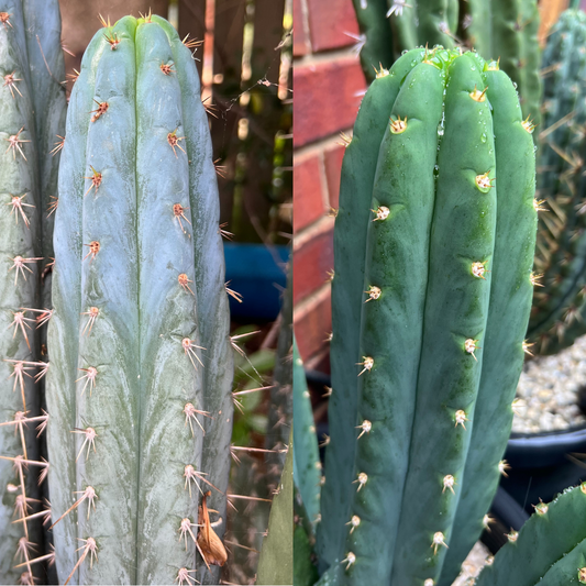 Echinopsis peruvianus x Echinopsis pachanoi | 50 seeds