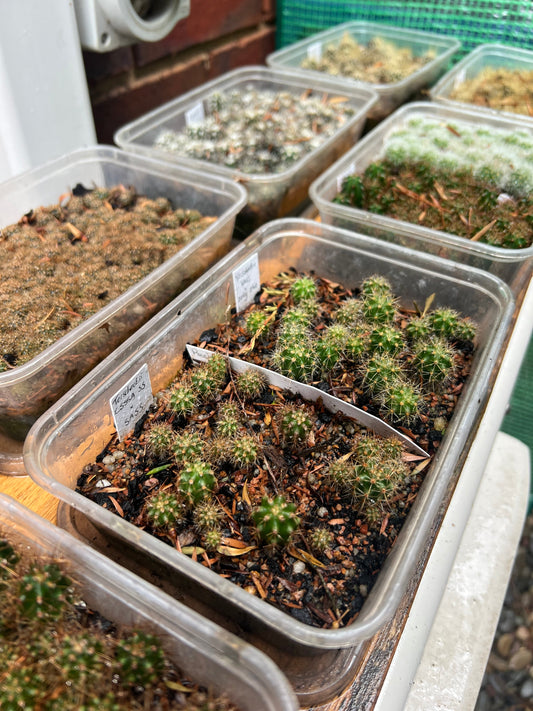 Growing cacti from seed