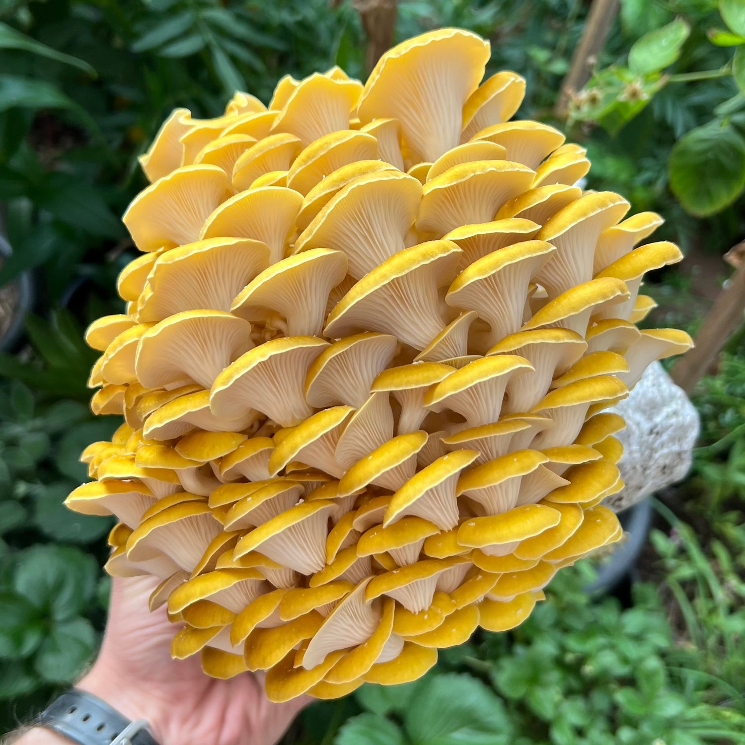 Mushrooms
