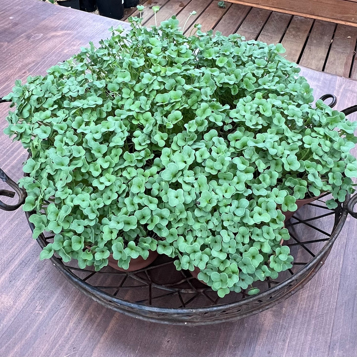 Broccoli Seeds - Microgreens 80g