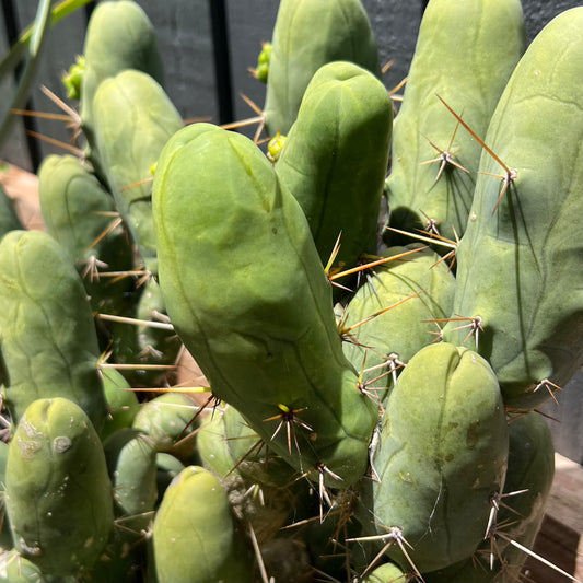 Echinopsis lageniformis monstrose “Penis Cactus”