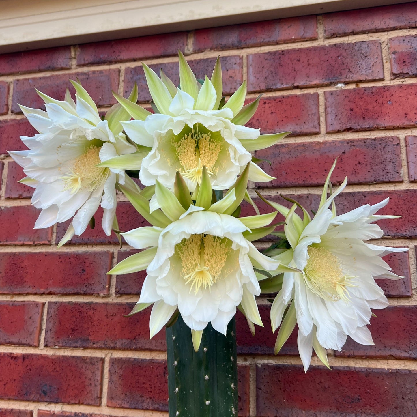 Echinopsis peruvianus x Echinopsis pachanoi | 50 seeds