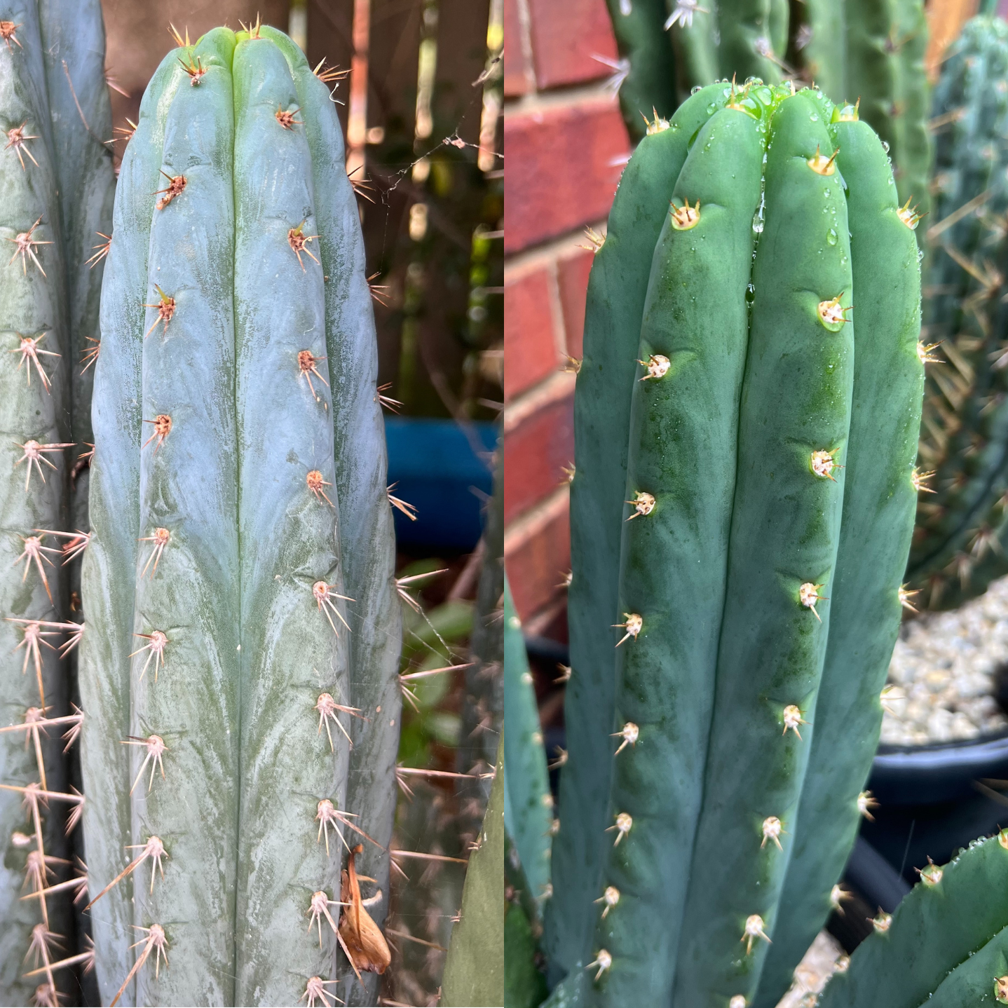 Echinopsis peruvianus x Echinopsis pachanoi | 50 seeds