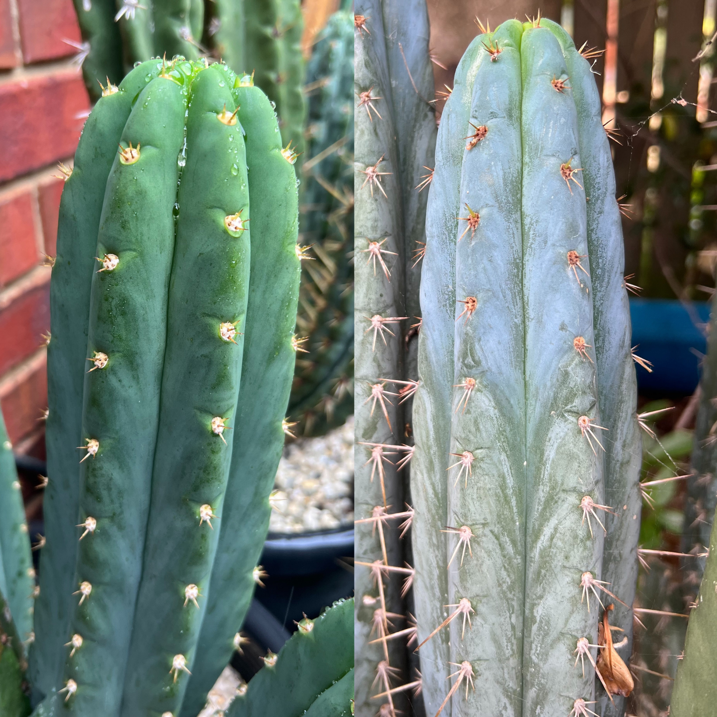 Echinopsis pachanoi x Echinopsis peruvianus | 50 seeds